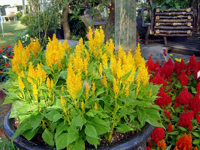 Celosia Argentea